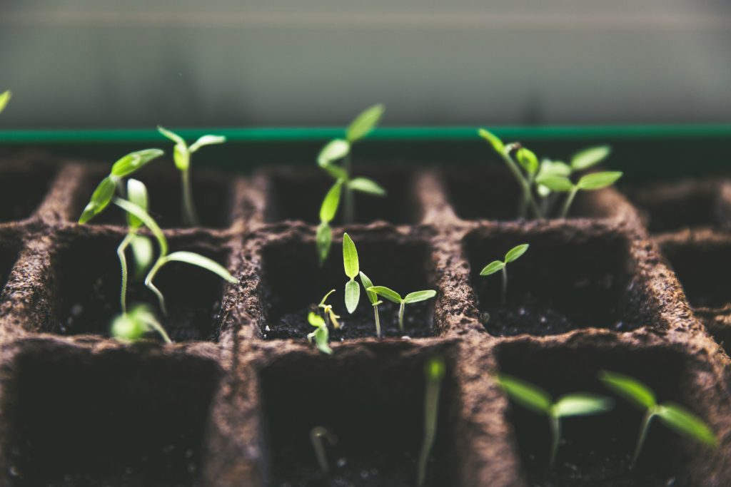 How To Select The Right Plants For Your Garden